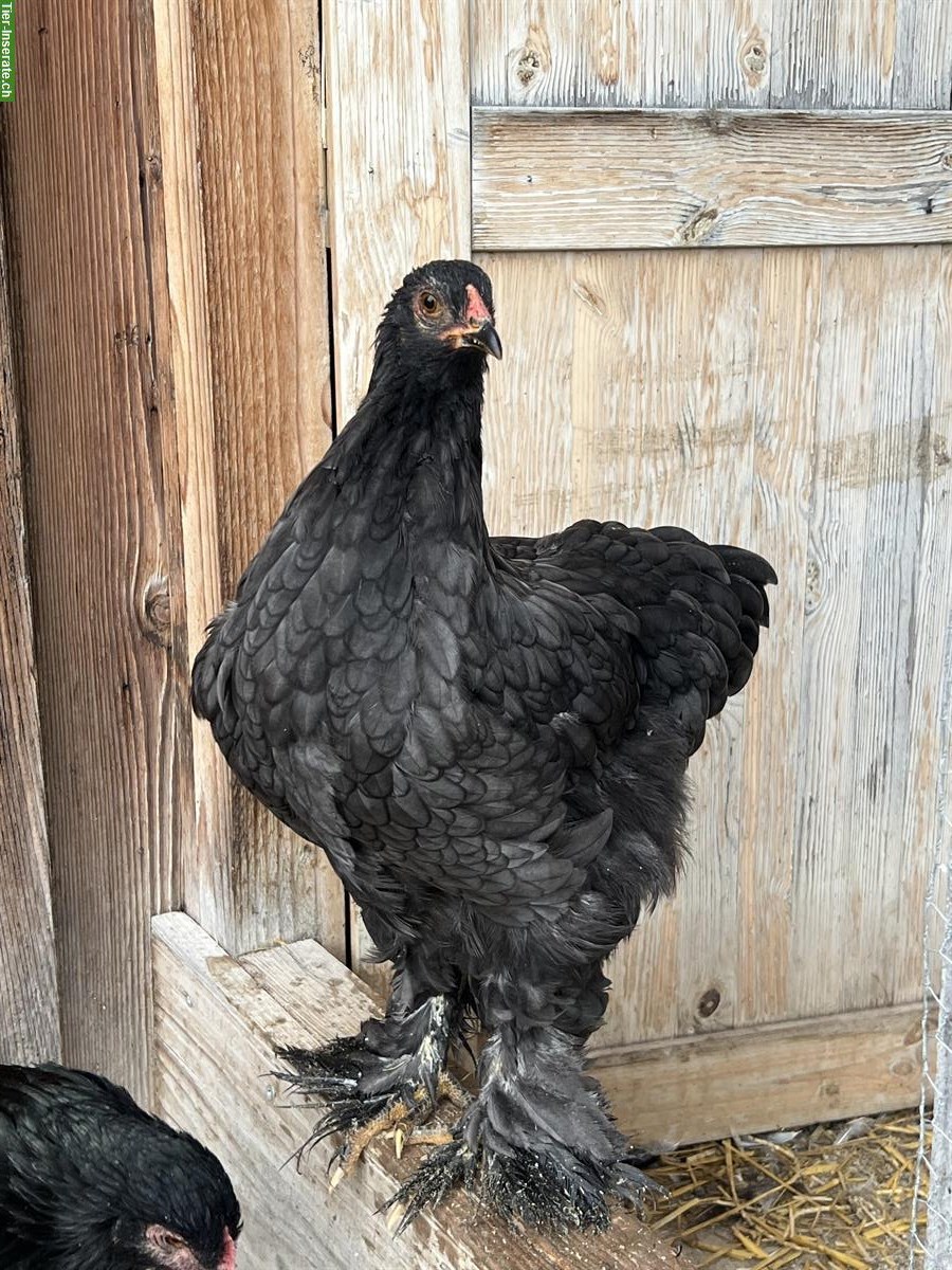 Bild 3: Junge Brahma Hennen abzugeben