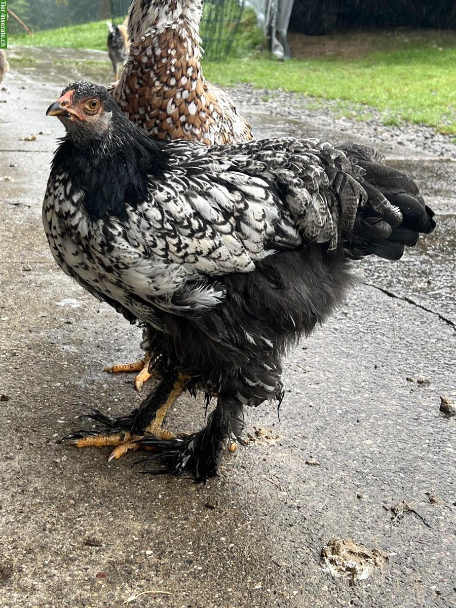 Bild 4: Junge Brahma Hennen abzugeben