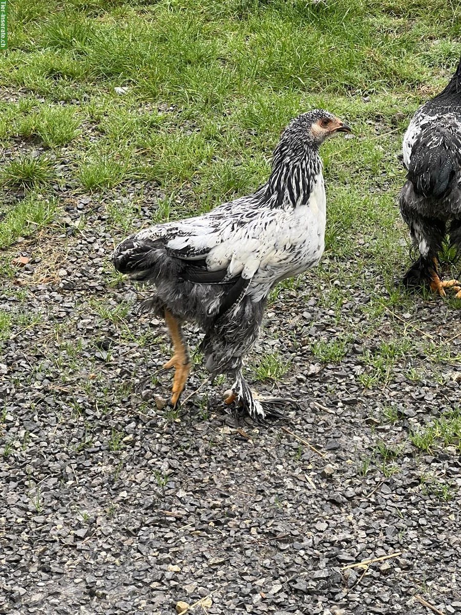 Bild 5: Junge Brahma Hennen abzugeben