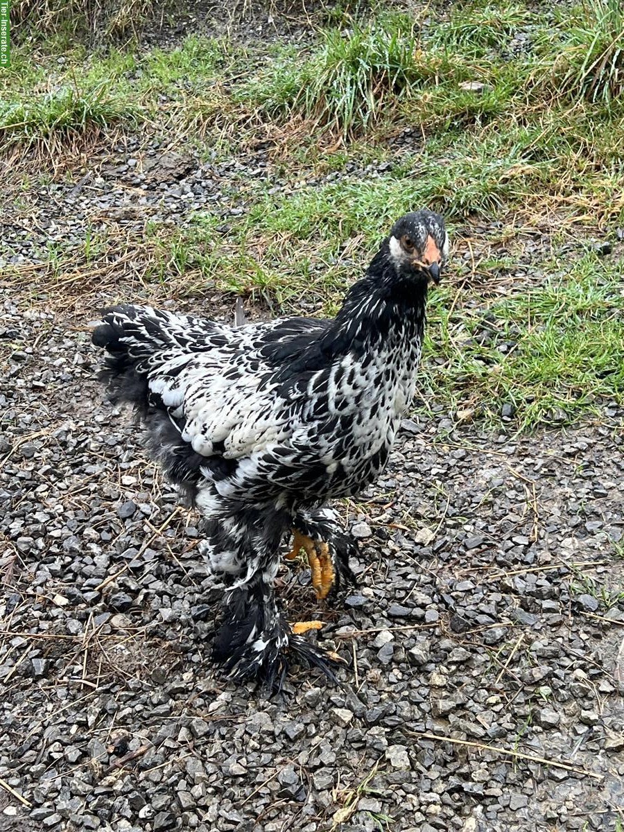 Bild 6: Junge Brahma Hennen abzugeben