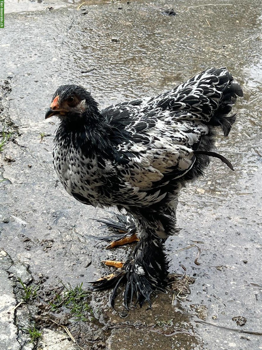 Bild 8: Junge Brahma Hennen abzugeben