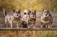 Professionelles Hundeshooting für unvergessliche Momente