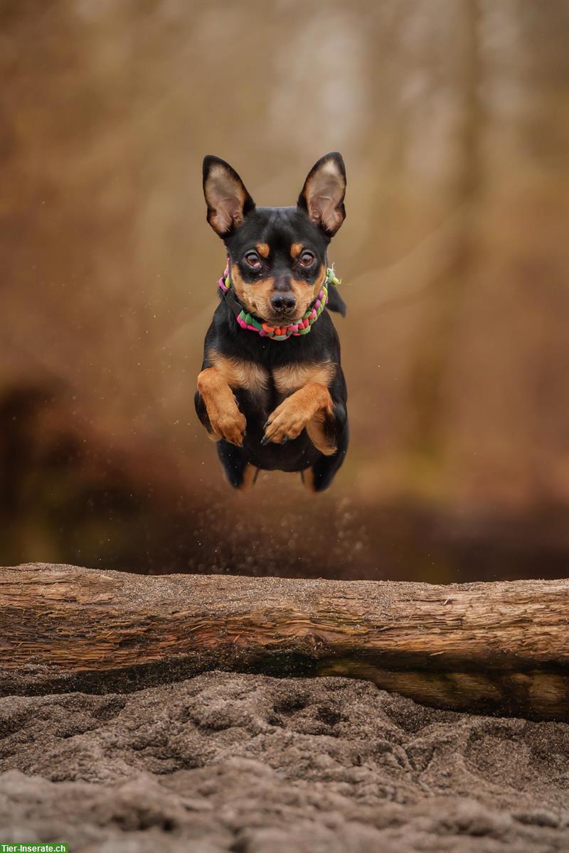 Bild 3: Professionelles Hundeshooting für unvergessliche Momente