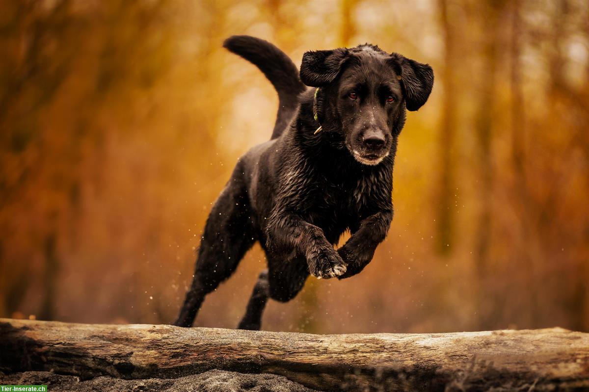 Bild 4: Professionelles Hundeshooting für unvergessliche Momente