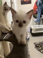 Junge Hl Birma x BKH Katzen abzugeben