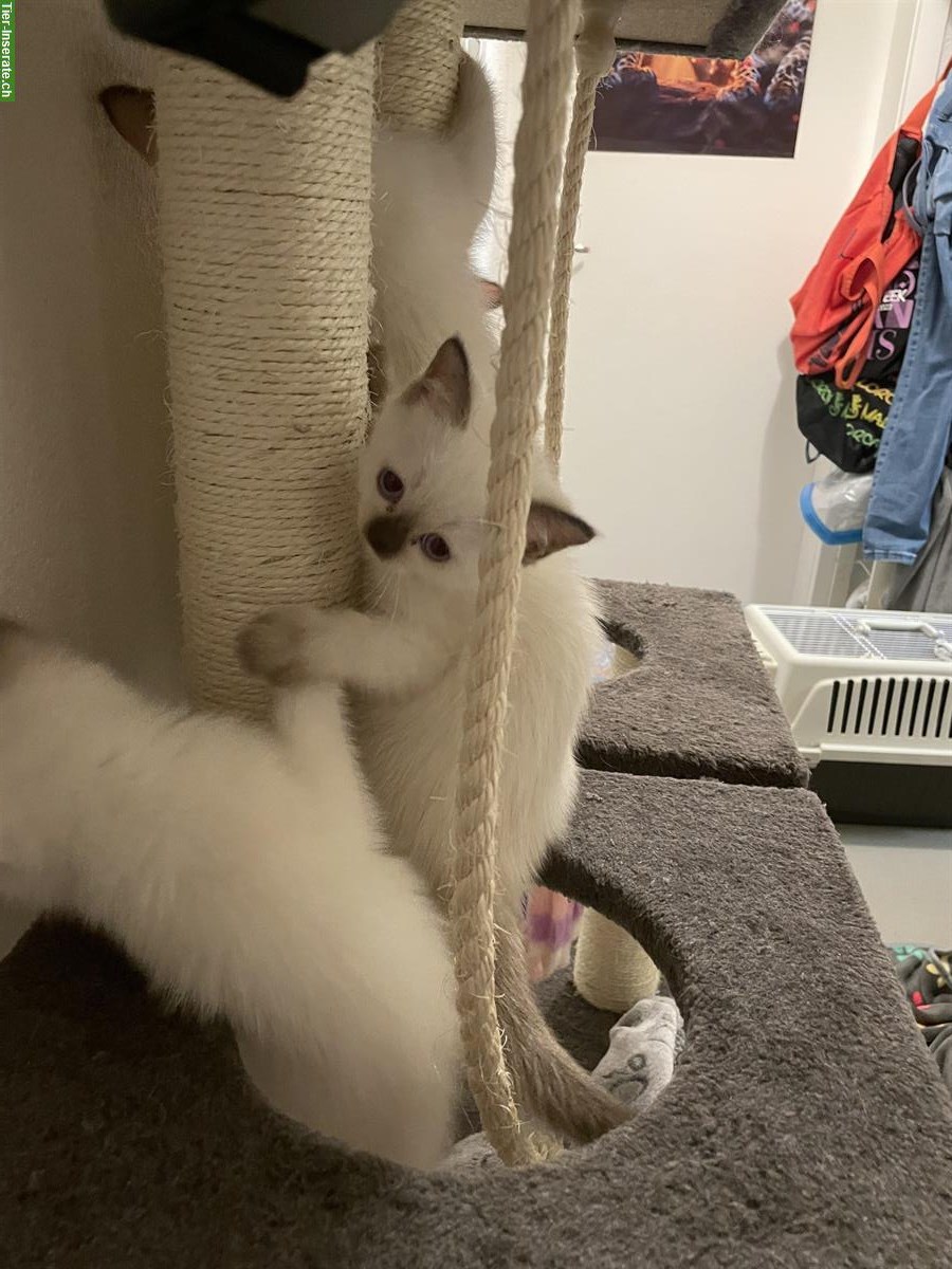 Bild 2: Junge Hl Birma x BKH Katzen abzugeben