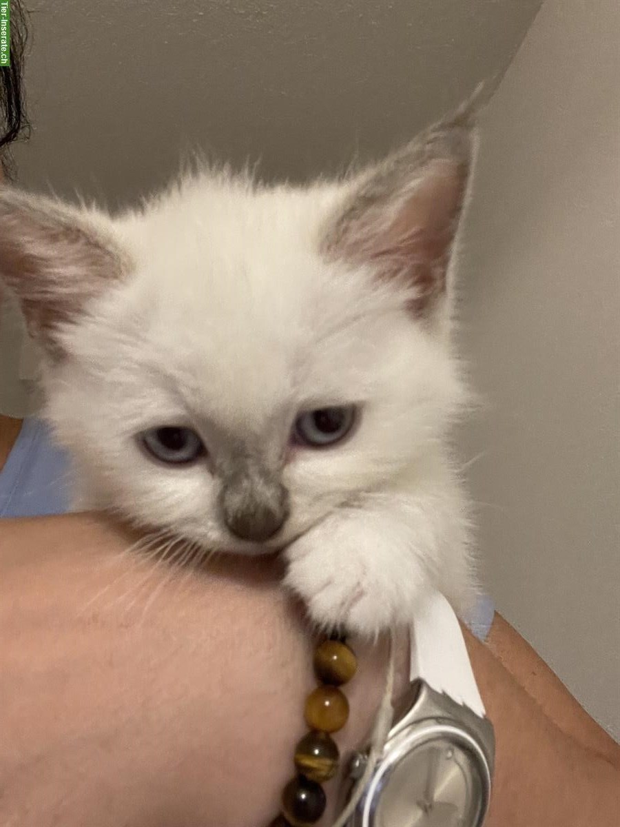 Bild 3: Junge Hl Birma x BKH Katzen abzugeben