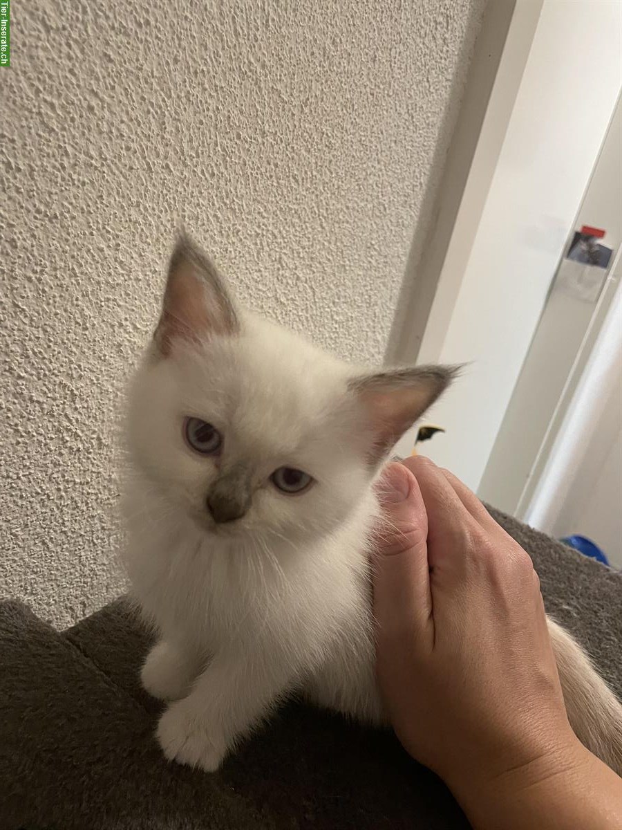 Bild 4: Junge Hl Birma x BKH Katzen abzugeben