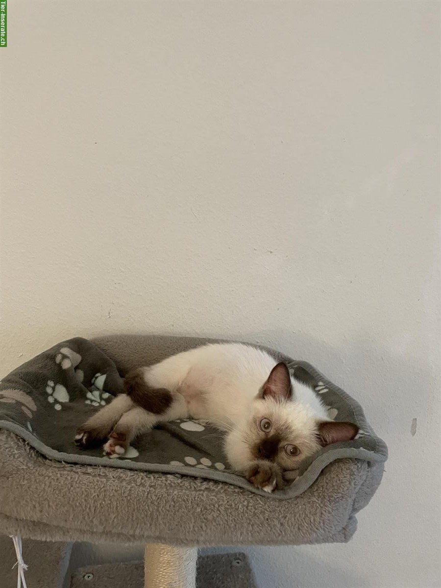 Bild 5: Junge Hl Birma x BKH Katzen abzugeben