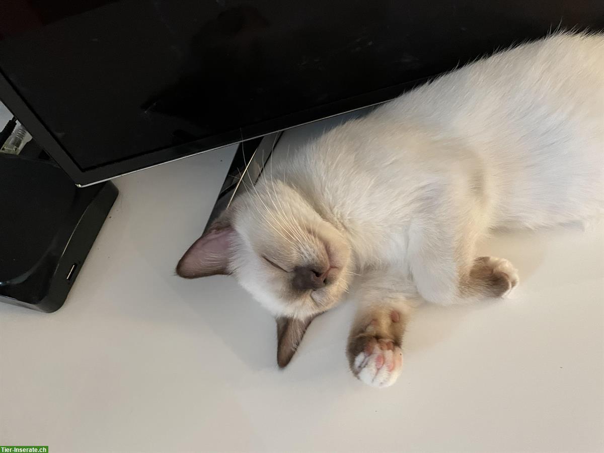 Bild 6: Junge Hl Birma x BKH Katzen abzugeben