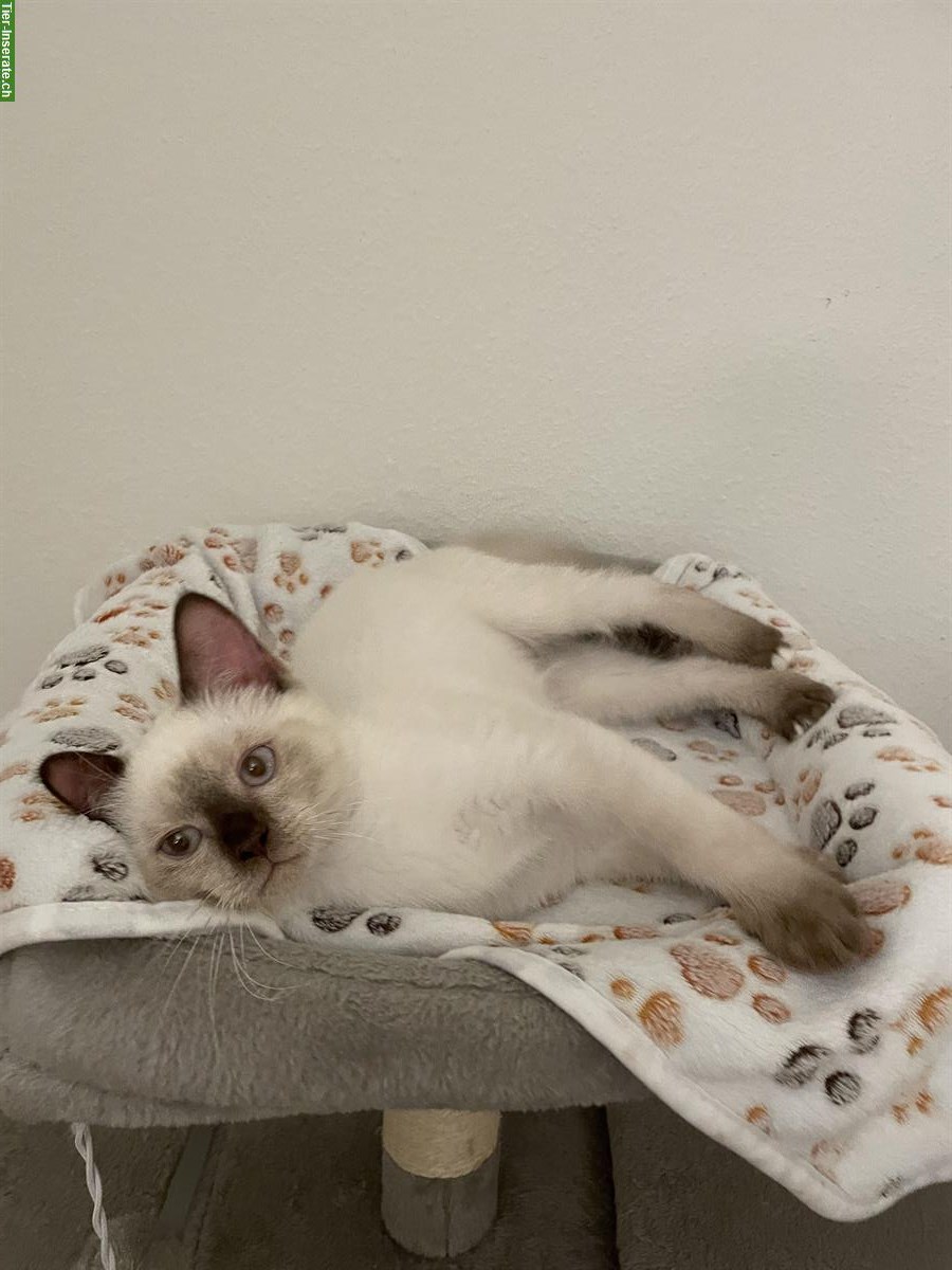 Bild 7: Junge Hl Birma x BKH Katzen abzugeben