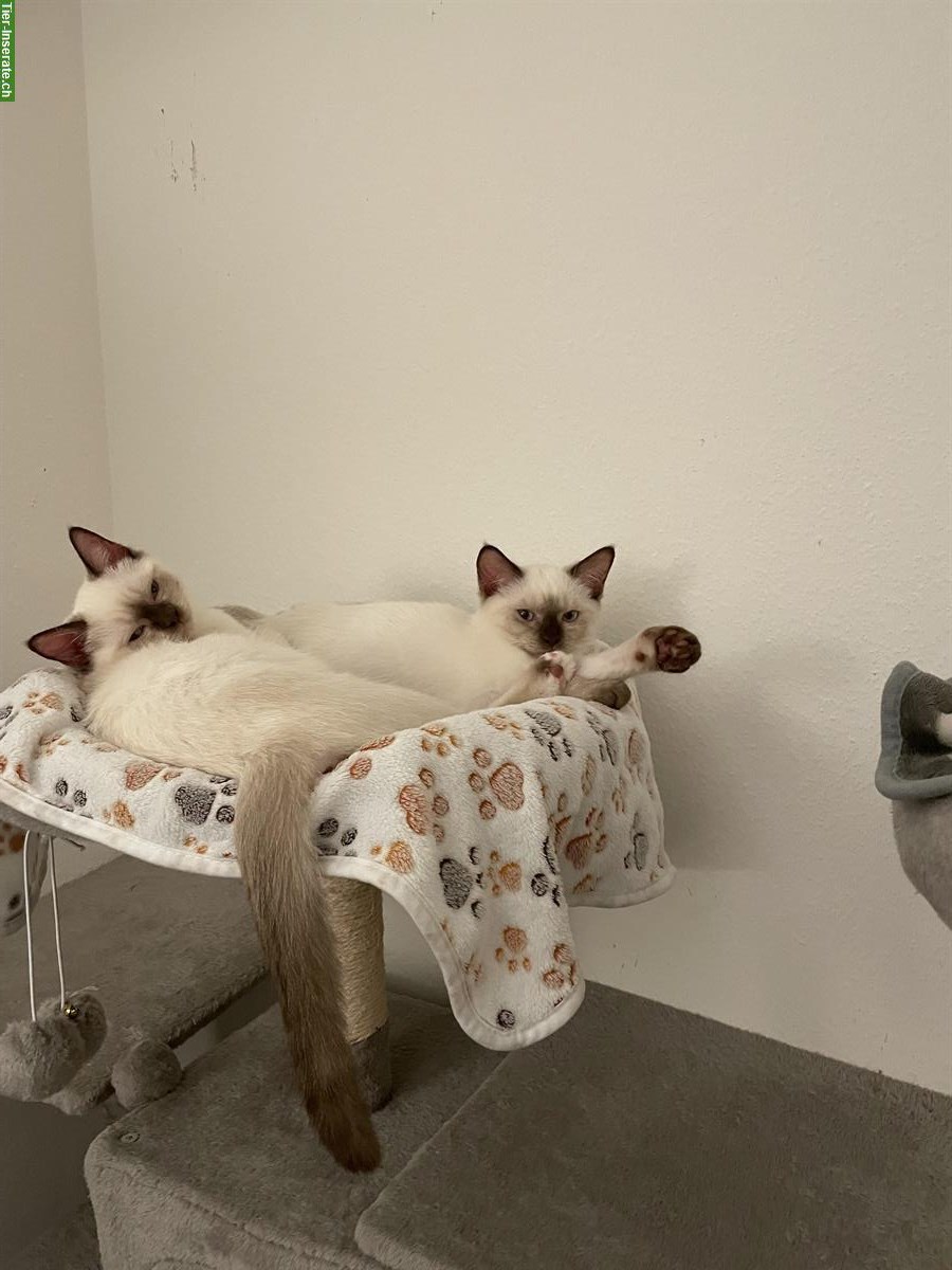 Bild 8: Junge Hl Birma x BKH Katzen abzugeben