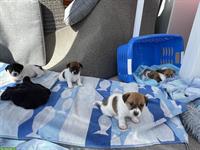 Jack Russell Welpen, tricolor braun/weiße/schwarz
