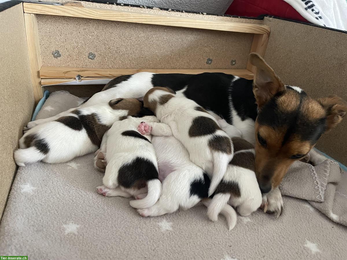 Bild 2: Jack Russell Welpen, tricolor braun/weiße/schwarz