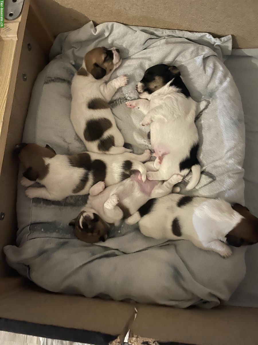 Bild 3: Jack Russell Welpen, tricolor braun/weiße/schwarz