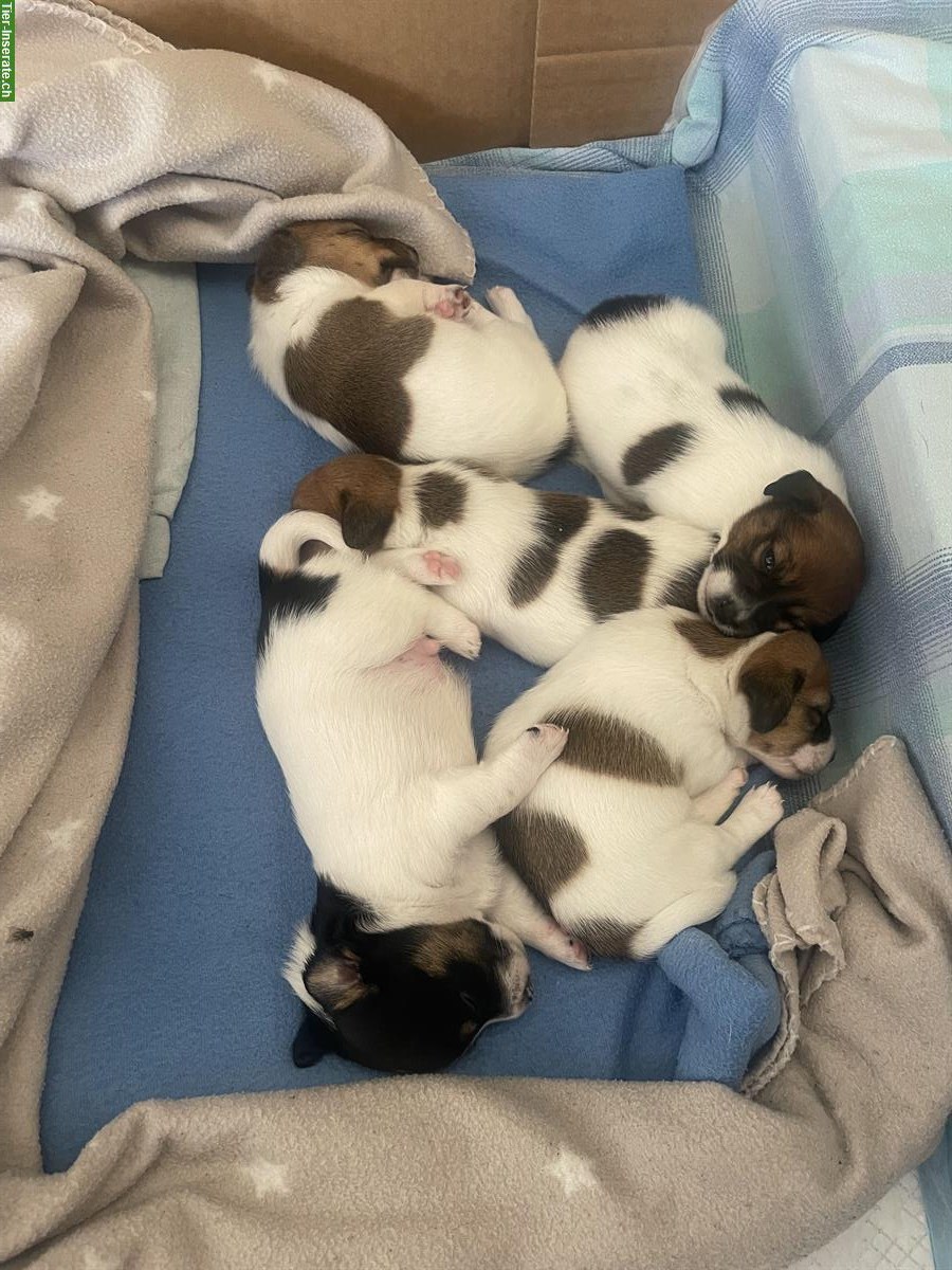 Bild 4: Jack Russell Welpen, tricolor braun/weiße/schwarz