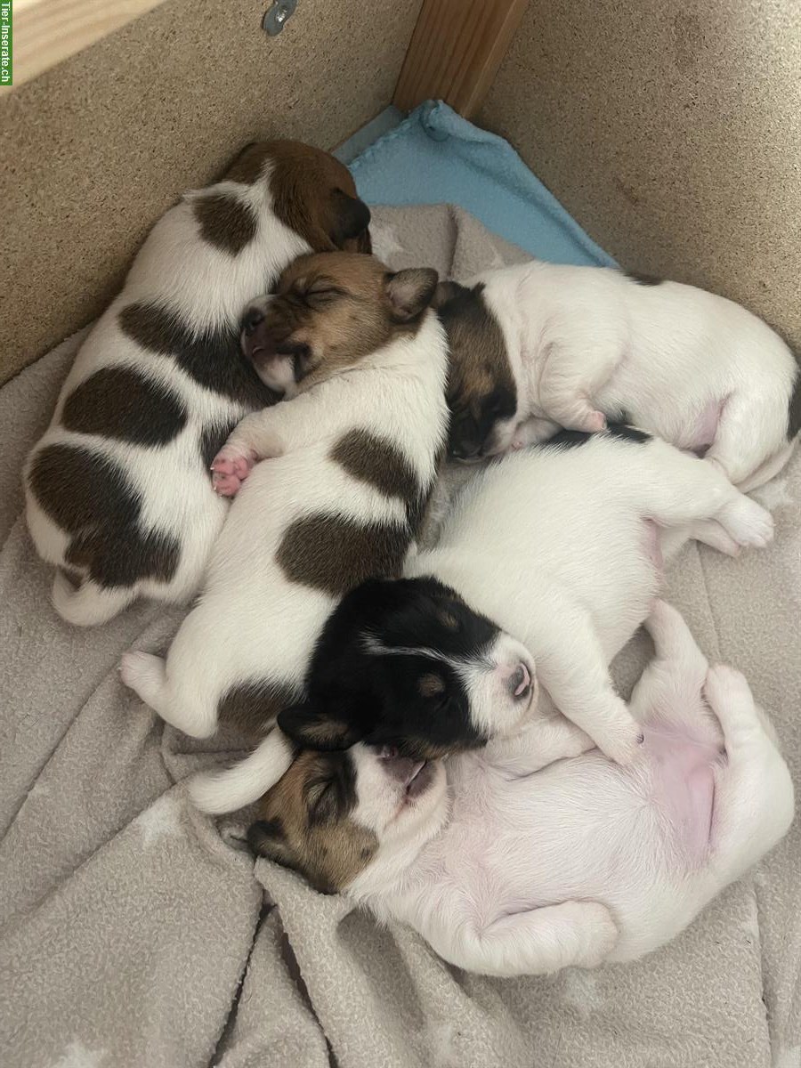 Bild 5: Jack Russell Welpen, tricolor braun/weiße/schwarz