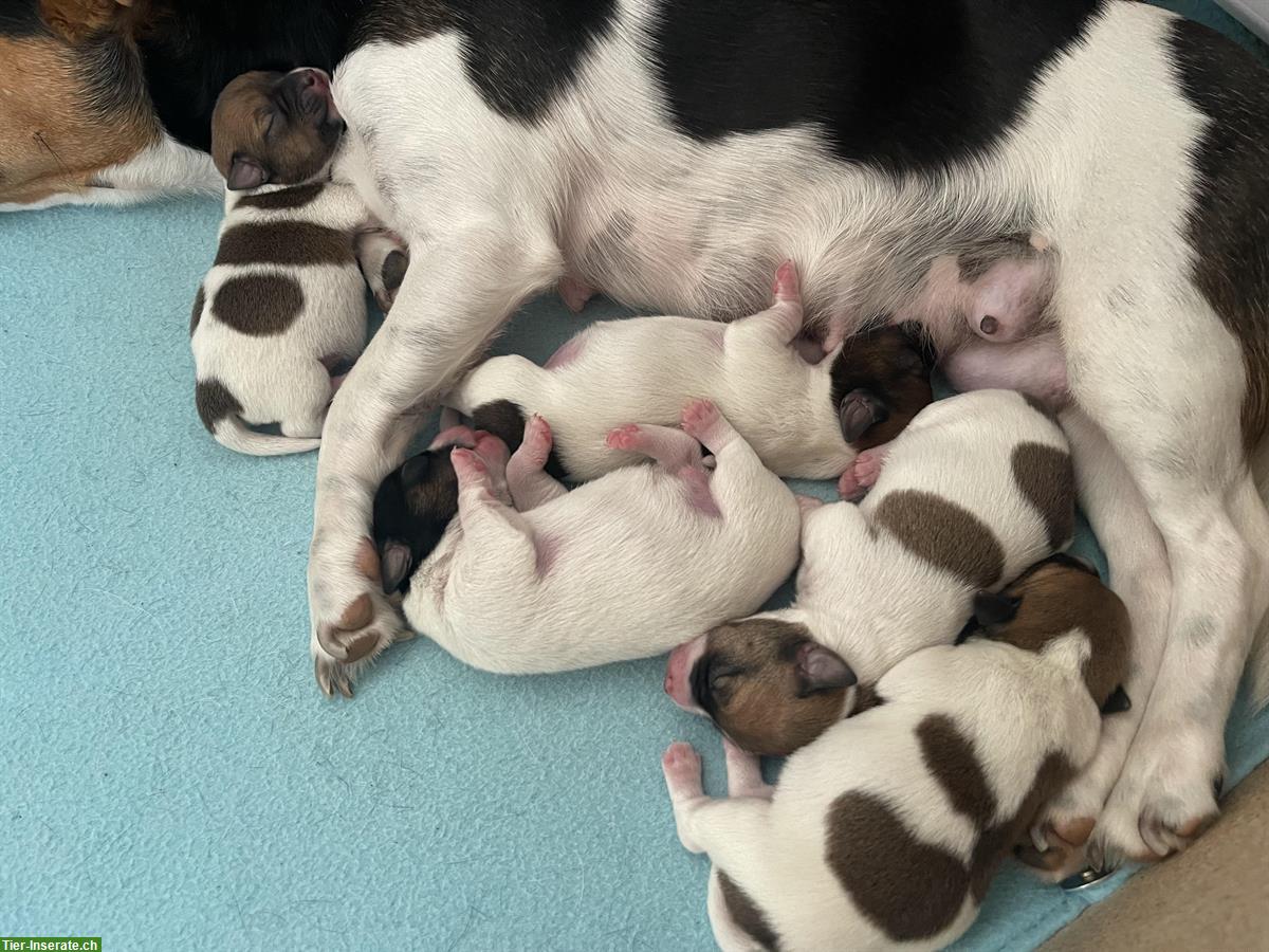 Bild 6: Jack Russell Welpen, tricolor braun/weiße/schwarz
