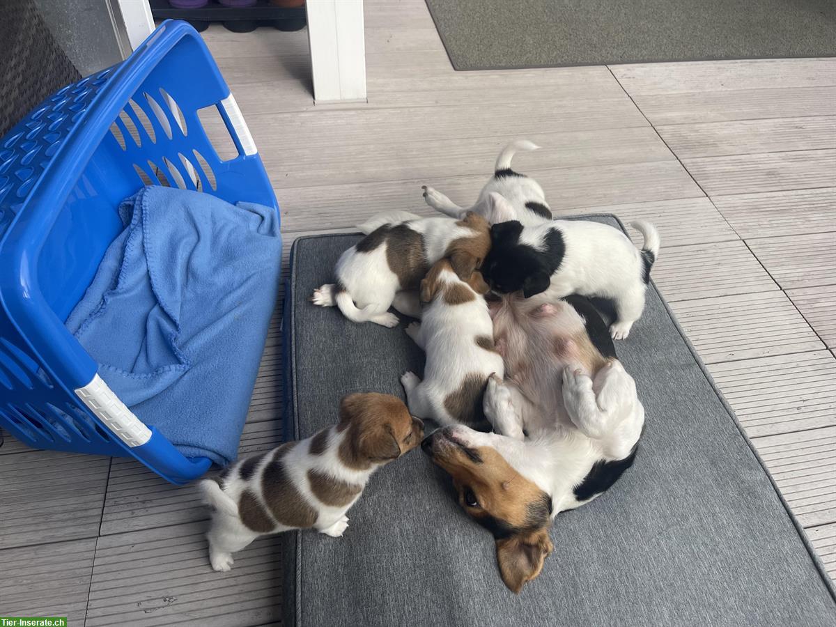 Bild 7: Jack Russell Welpen, tricolor braun/weiße/schwarz