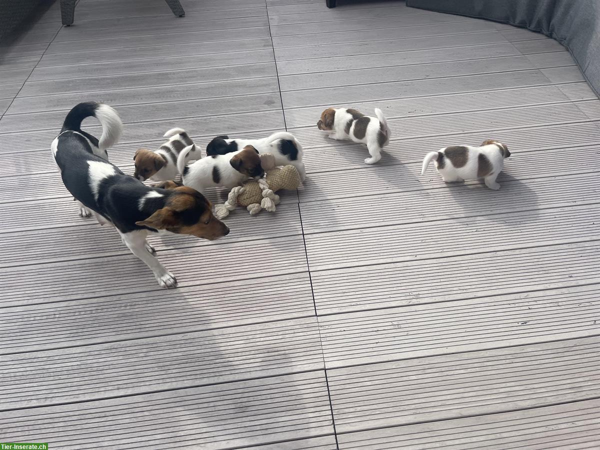Bild 8: Jack Russell Welpen, tricolor braun/weiße/schwarz