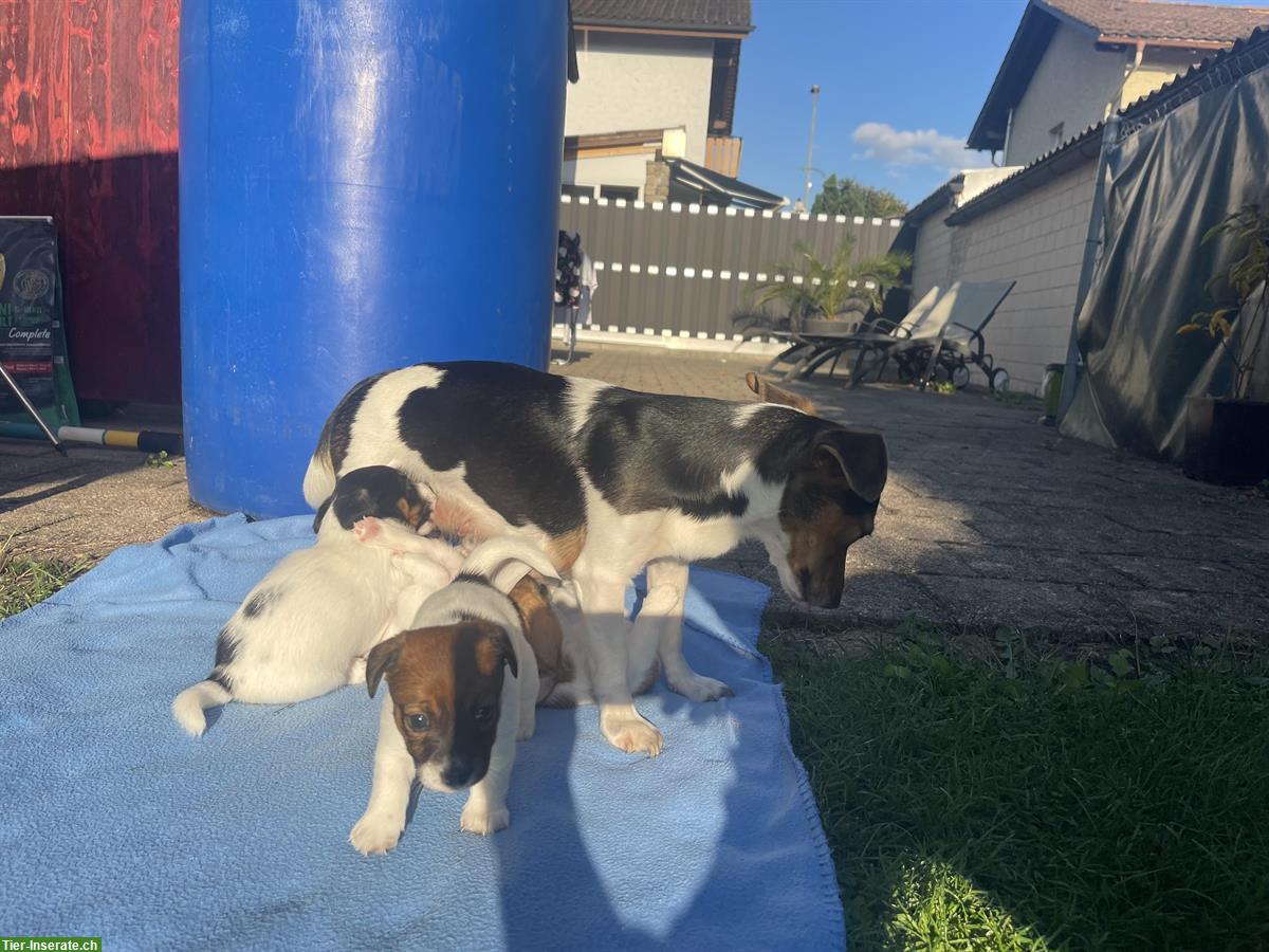 Bild 9: Jack Russell Welpen, tricolor braun/weiße/schwarz
