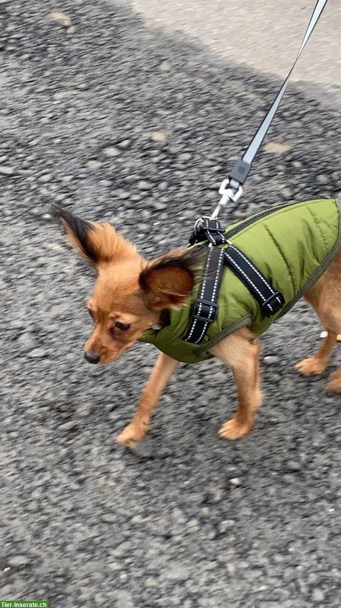 Bild 2: Russische Toy Rüde sucht ein Zuhause
