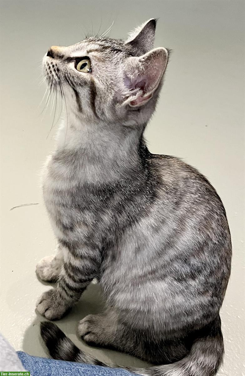 Bengal Mix Kitten, 4 Monate Weibchen silver