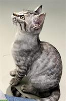 Bengal Mix Kitten, 4 Monate Weibchen silver