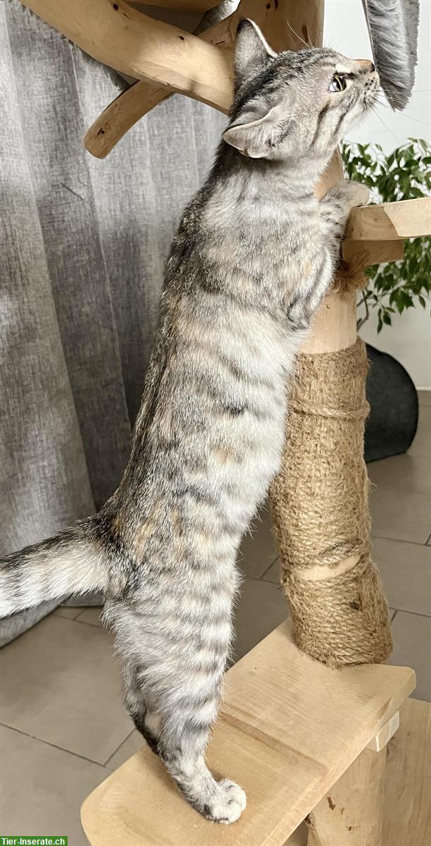Bild 2: Bengal Mix Kitten, 4 Monate Weibchen silver