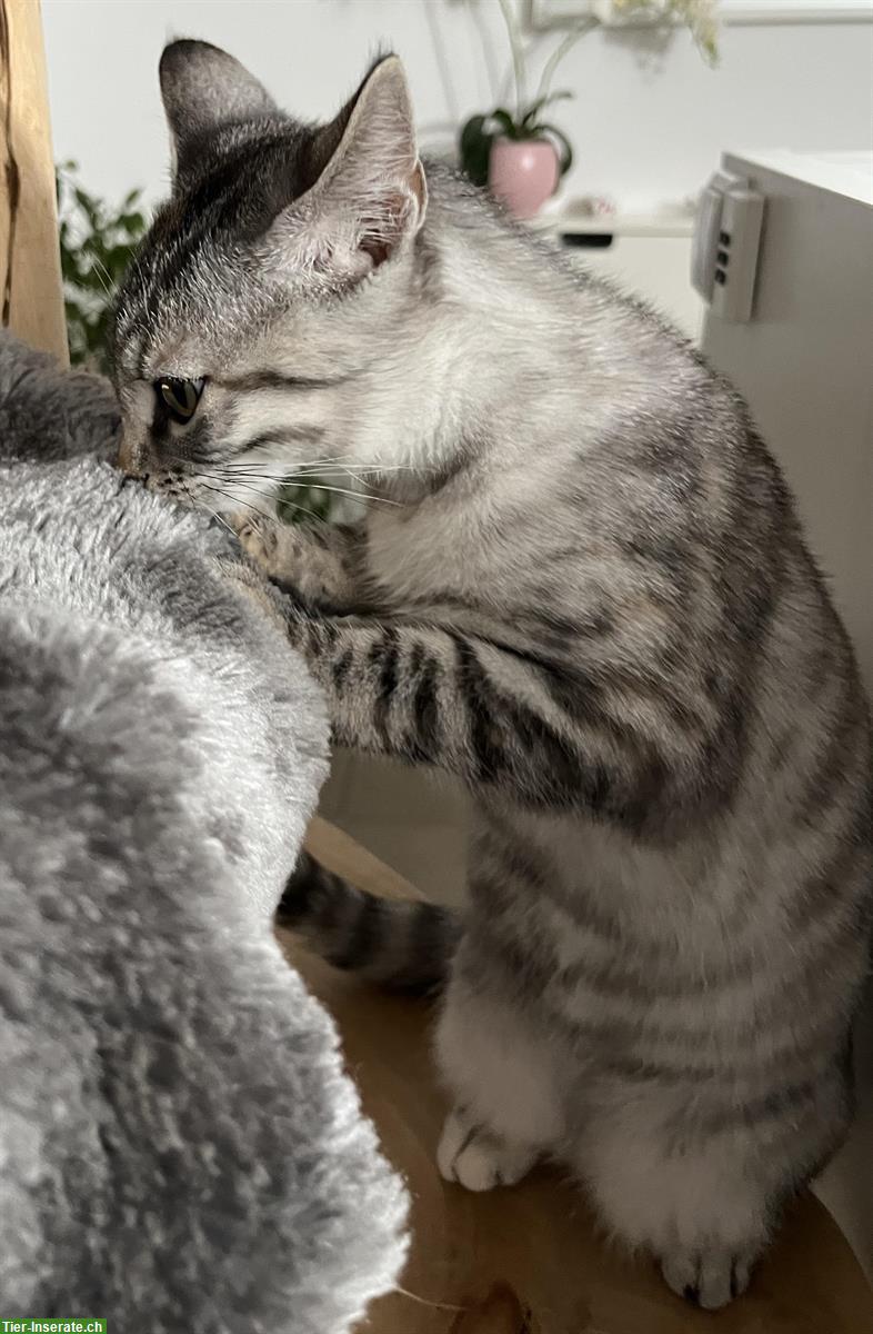 Bild 3: Bengal Mix Kitten, 4 Monate Weibchen silver
