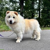 Menta, Chow Chow Hündin sucht liebes Zuhause