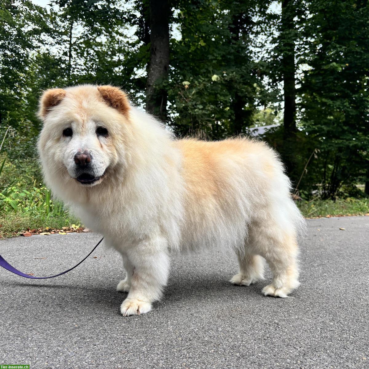 Bild 2: Menta, Chow Chow Hündin sucht liebes Zuhause