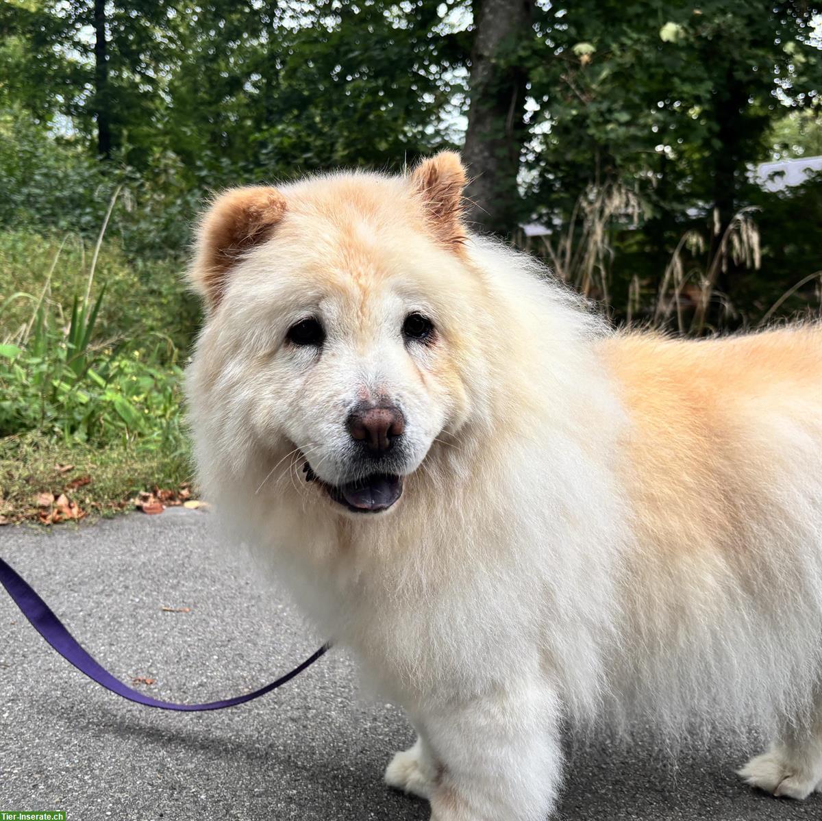 Bild 3: Menta, Chow Chow Hündin sucht liebes Zuhause