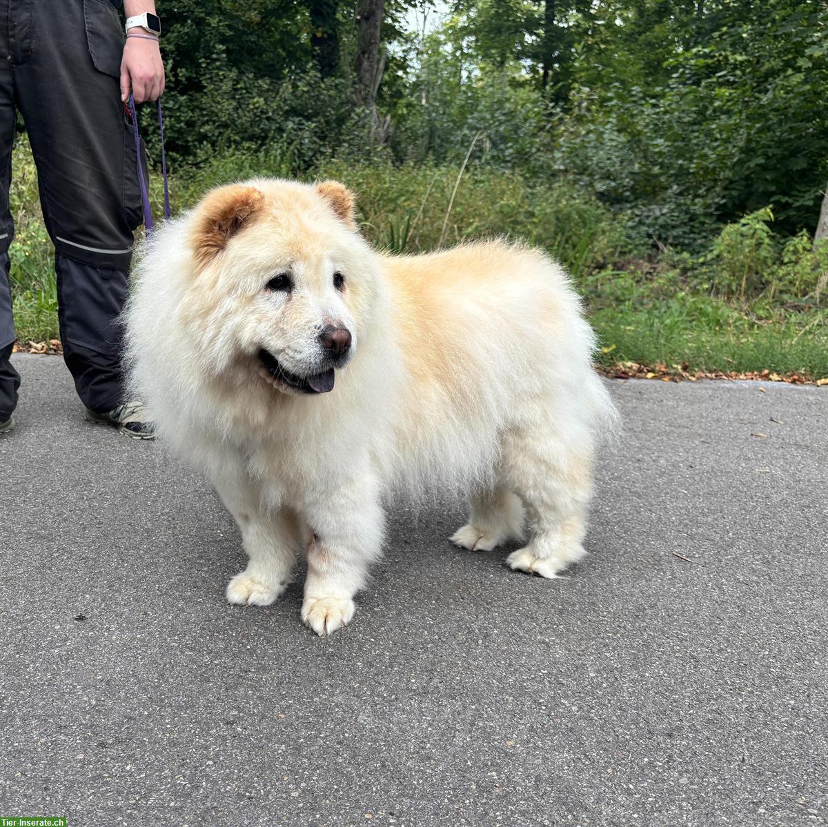 Bild 4: Menta, Chow Chow Hündin sucht liebes Zuhause