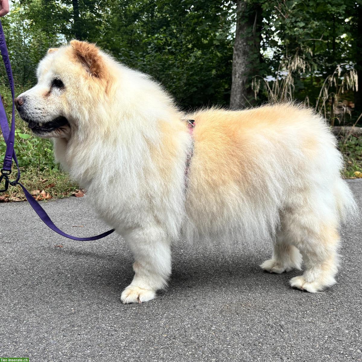 Bild 5: Menta, Chow Chow Hündin sucht liebes Zuhause
