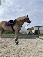 Reitbeteiligung für 12-jährigen Haflinger-Wallach gesucht, Birchwil ZH