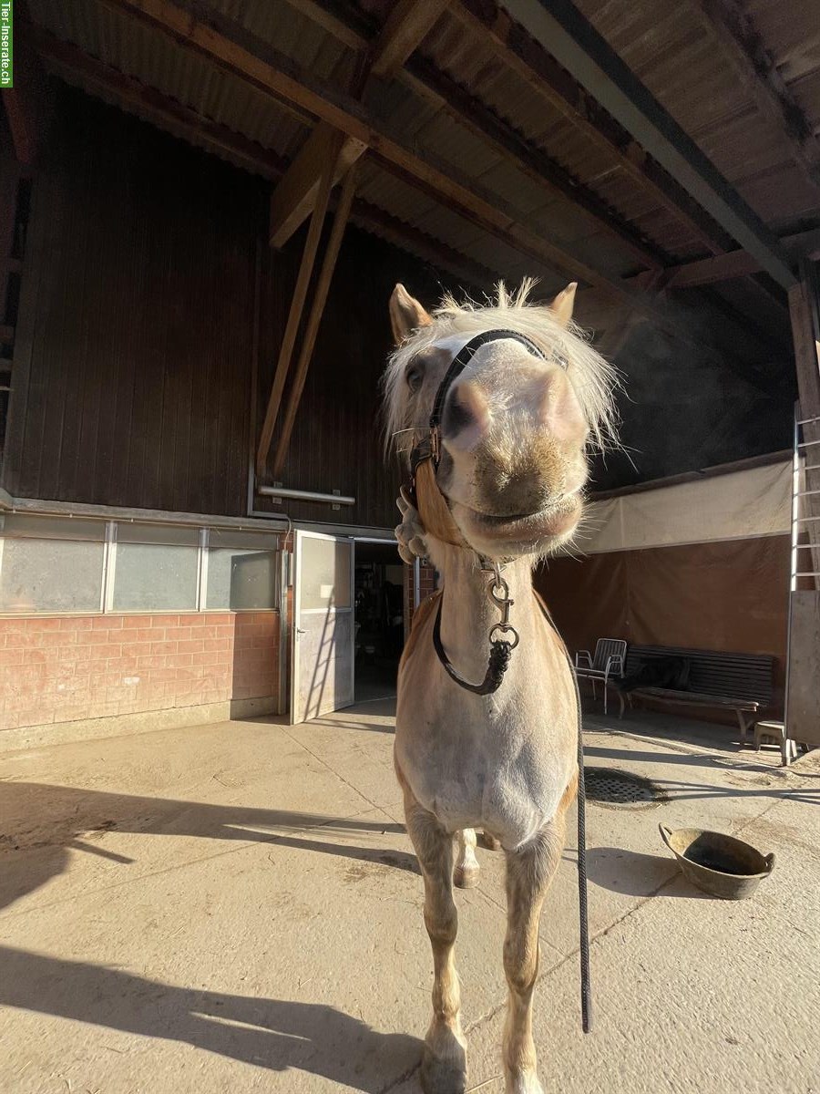 Bild 2: Reitbeteiligung für 12-jährigen Haflinger-Wallach gesucht, Birchwil ZH