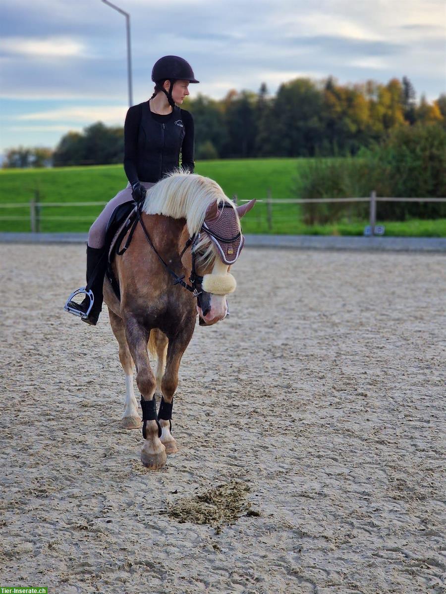 Bild 3: Reitbeteiligung für 12-jährigen Haflinger-Wallach gesucht, Birchwil ZH