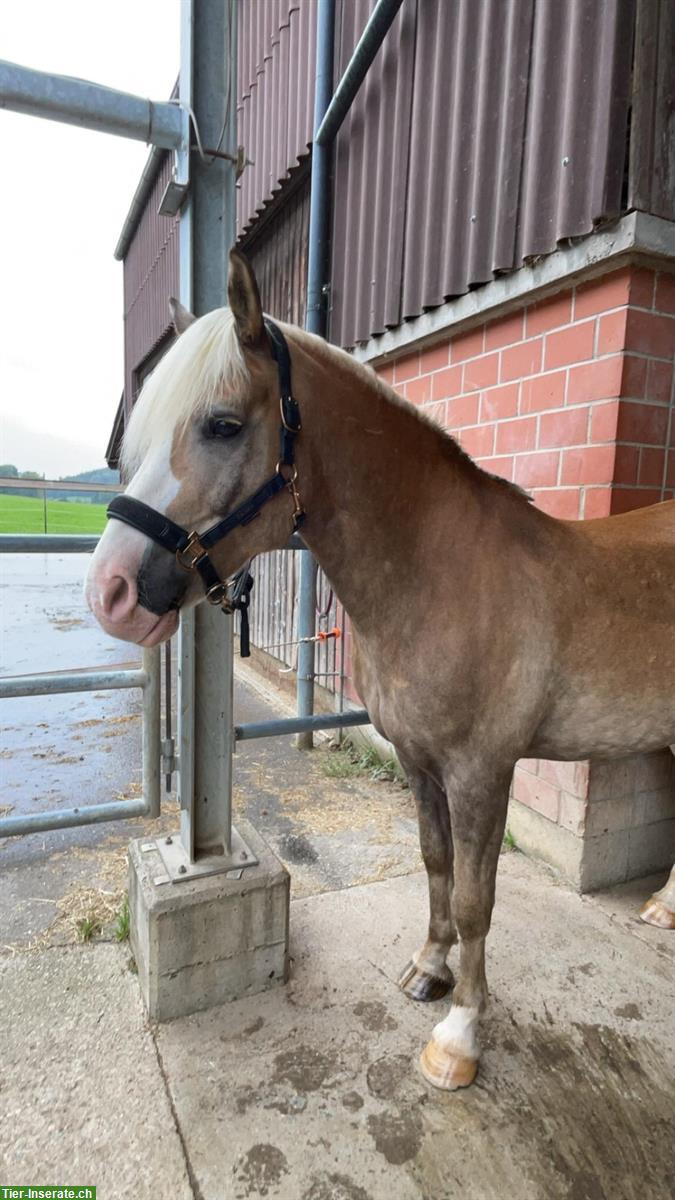 Bild 4: Reitbeteiligung für 12-jährigen Haflinger-Wallach gesucht, Birchwil ZH
