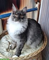 Maine Coon Jungtiere suchen ein Zuhause