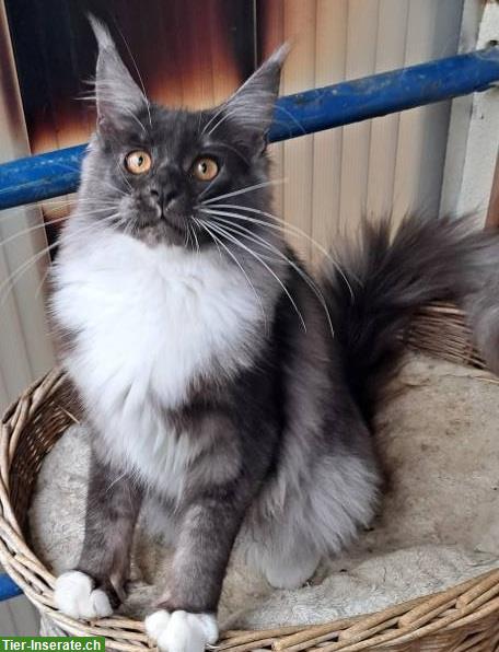 Bild 2: Maine Coon Jungtiere suchen ein Zuhause