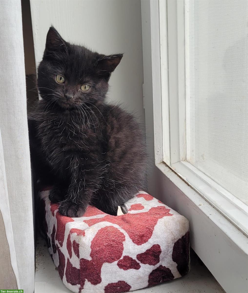 Neva Masquarade Mix Kitten, Kater sucht Zuhause mit Freigang
