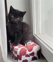 Neva Masquarade Mix Kitten, Kater sucht Zuhause mit Freigang