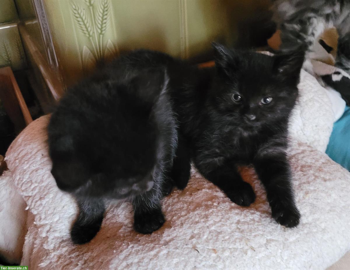 Bild 2: Neva Masquarade Mix Kitten, Kater sucht Zuhause mit Freigang