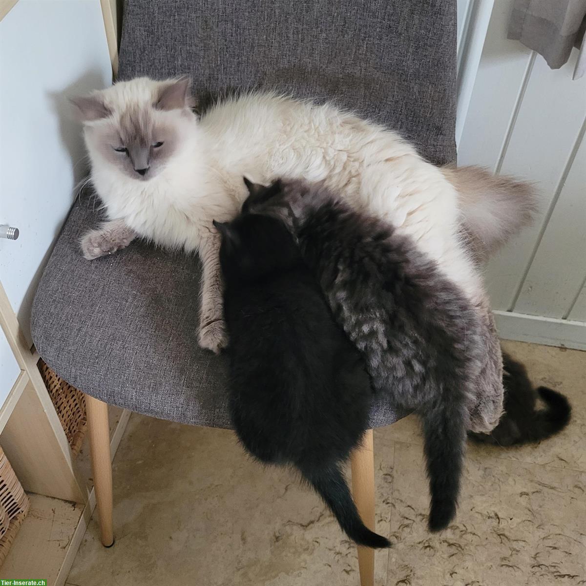 Bild 3: Neva Masquarade Mix Kitten, Kater sucht Zuhause mit Freigang