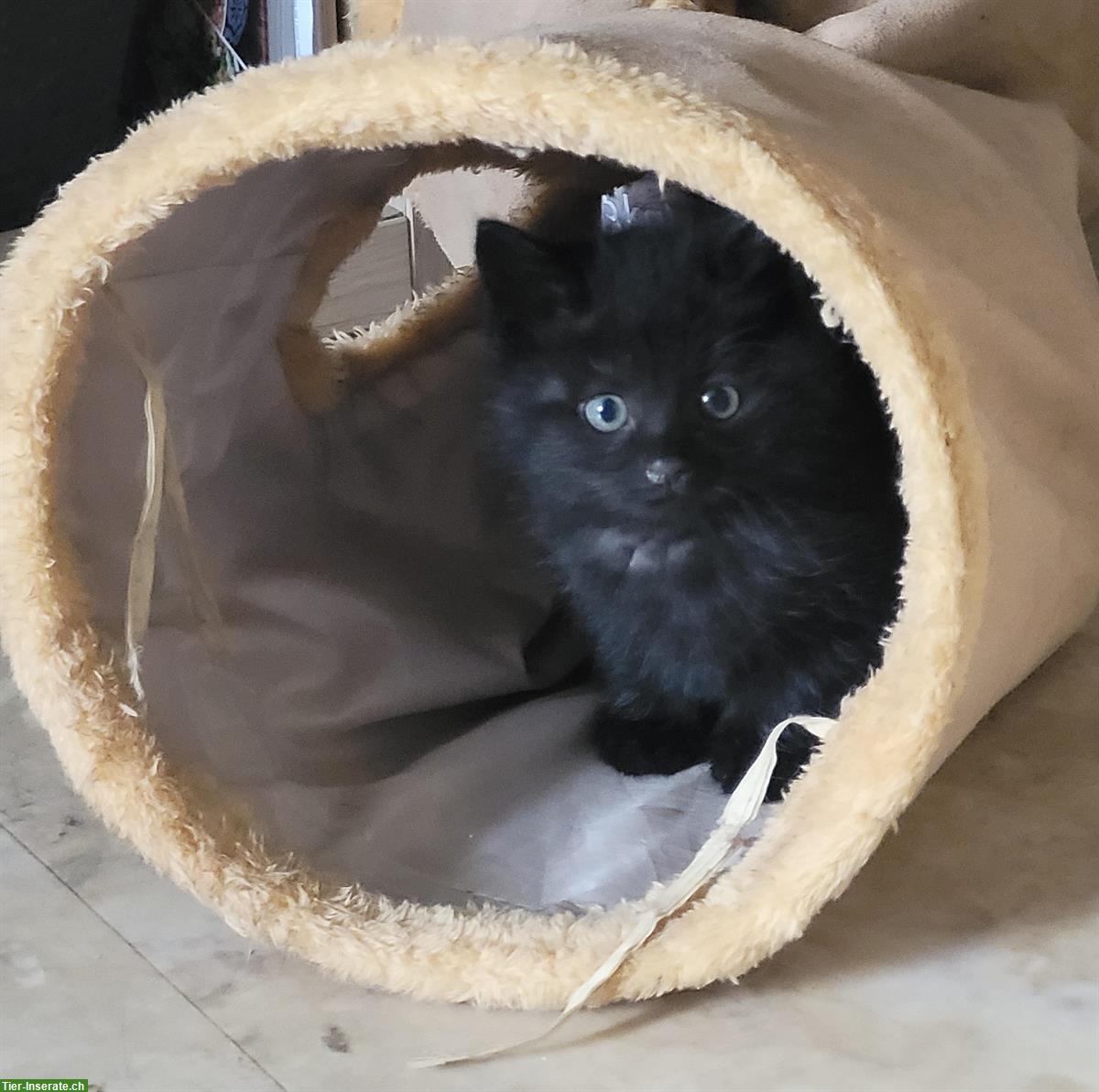 Bild 4: Neva Masquarade Mix Kitten, Kater sucht Zuhause mit Freigang