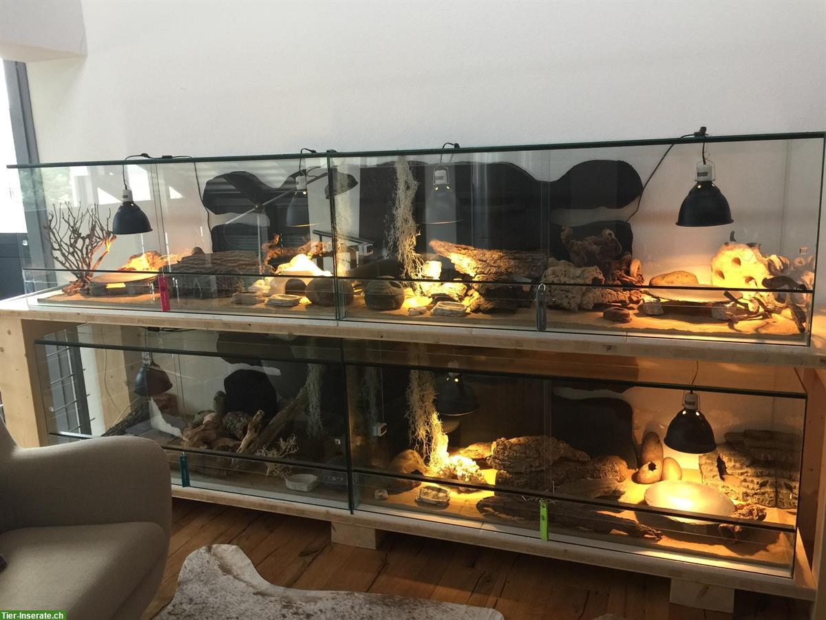 Leopardgeckos und Terrarium inkl. komplettem Zubehör