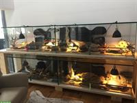 Leopardgeckos und Terrarium inkl. komplettem Zubehör
