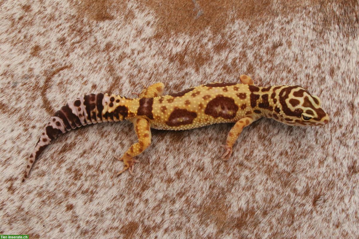 Bild 4: Leopardgeckos und Terrarium inkl. komplettem Zubehör