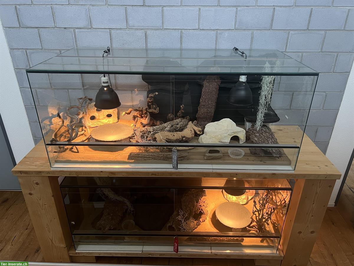 Bild 9: Leopardgeckos und Terrarium inkl. komplettem Zubehör